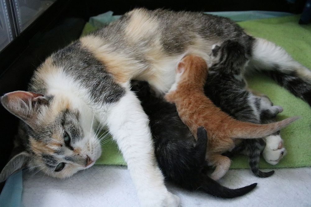 Photo of three kittens nursing from their mother.