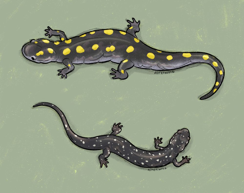Digital drawing of two salamanders, viewed from above. At the top is the larger one, dark brown with large yellow spots. The smaller one on the bottom is a similar dark brown, but has much smaller white-ish speckles.