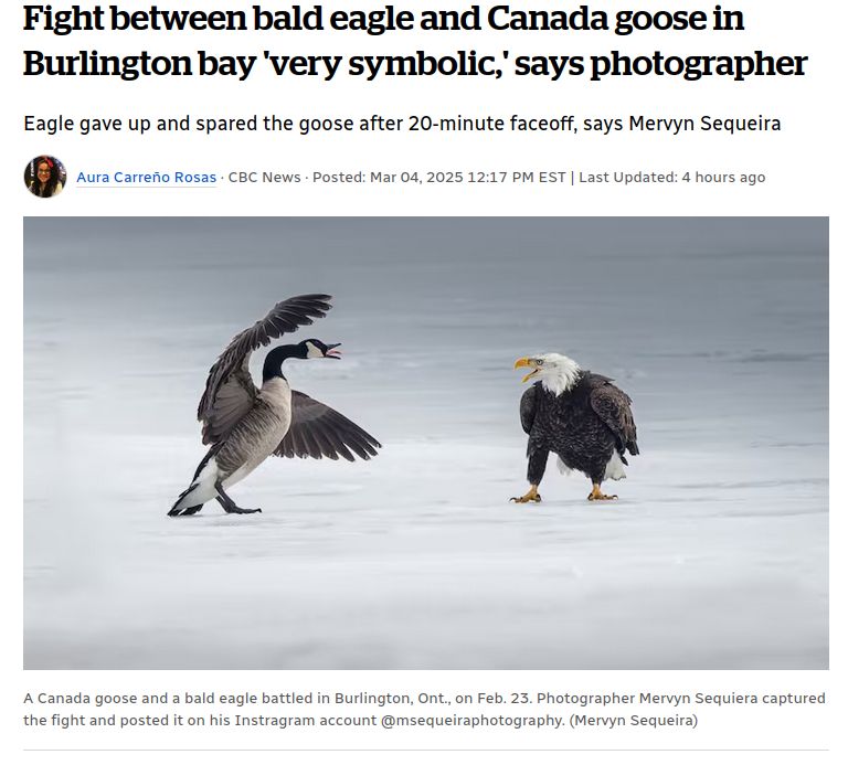 Photo of a Canadian Goose fighting a Bald Eagle from CBC News