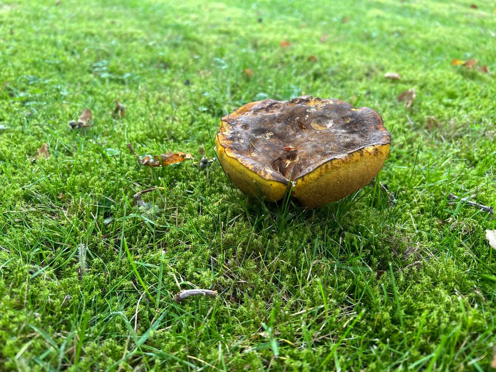 Fungus fruiting body (toadstool) on a lawn