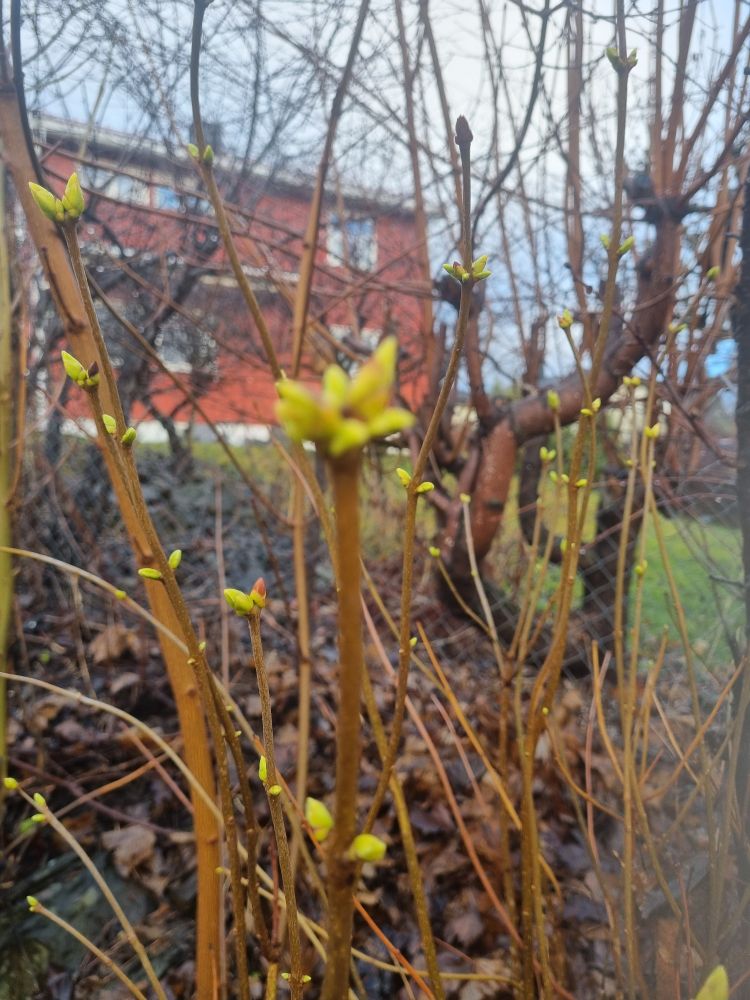 Bilde av trær med knopper