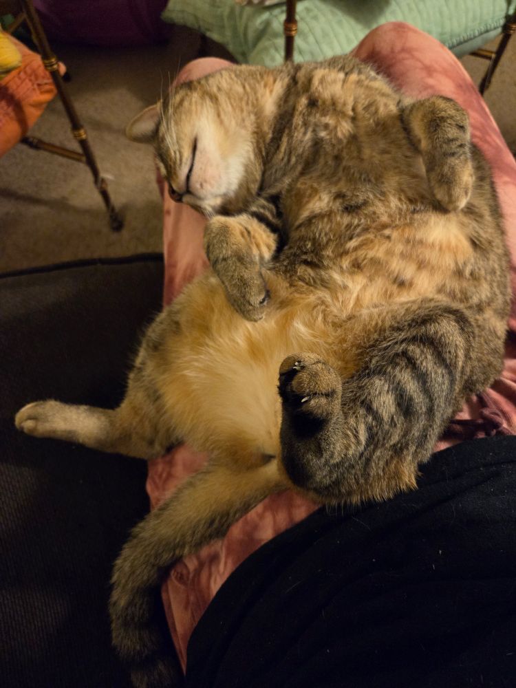 A brown tabby cat lies on her back on her human's lap.  Her head is turned at a 90 degree angle to her body and all of her legs are in the air pointing in different directions.  Her belly is cream colored with faint brown stripes and spots, and is fluffy and perfect for petting.