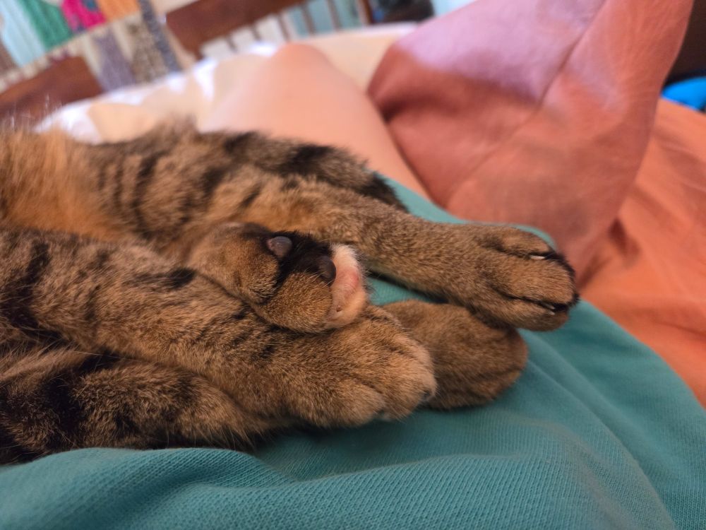 A pile of brown tabby cat feet.  Of the toe beans visible, two ate black and one is pink.