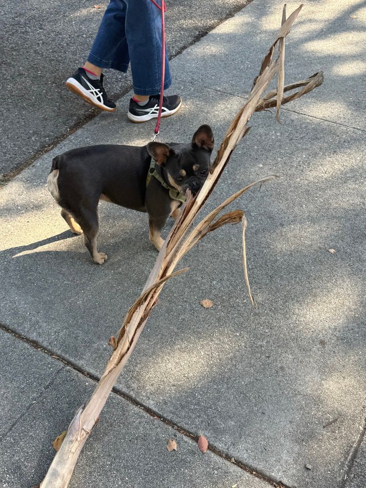 Small dog with an enormous palm frond. 