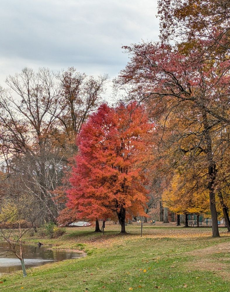 A tree lush with colored foliage stands out among some much barer trees on the edge of a small lake. Its leaves create a gradient of a dark, rich red on the left to a softer orange on the right 