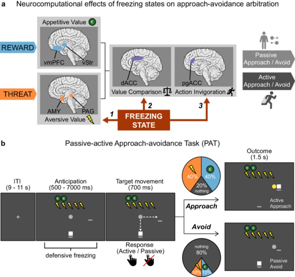 The neurocomputational link between defensive cardiac states and approach-avoidance arbitration under threat - Communications Biology