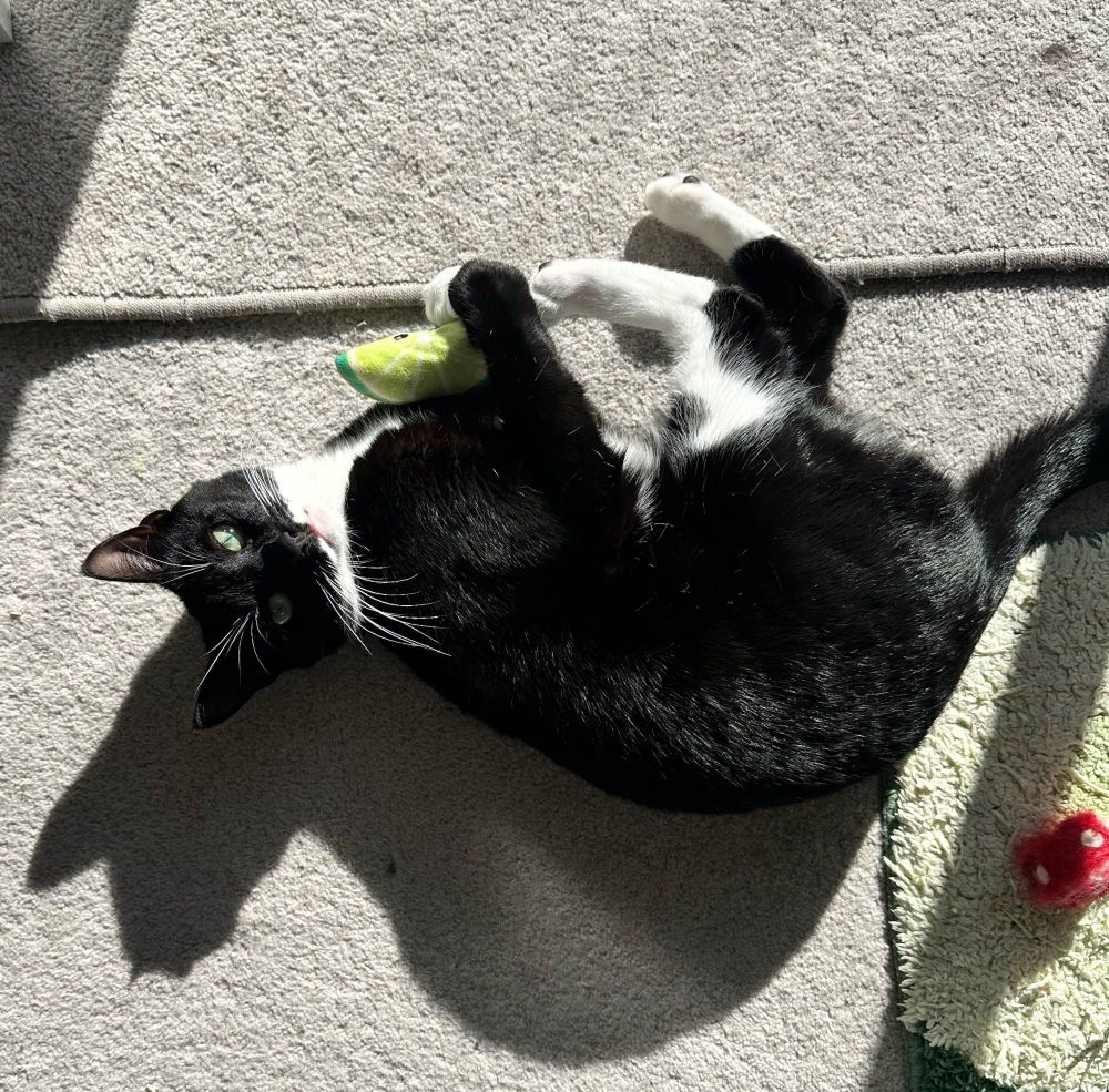 a small black and white cat lying on her side, holding a stuffed lime toy in her front paws and very gently kicking it with one back paw