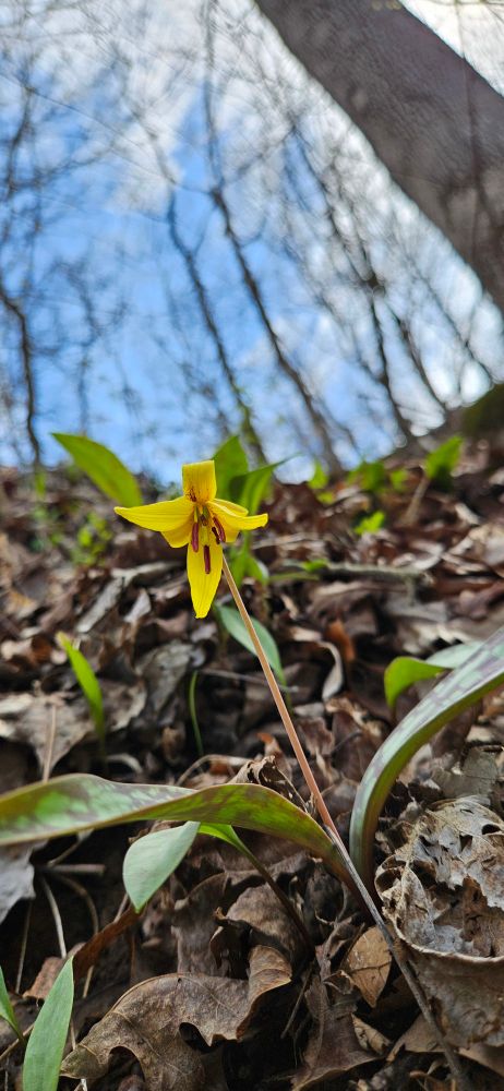 A lone yellow trout lily blossom in a sunny patch of the woods.