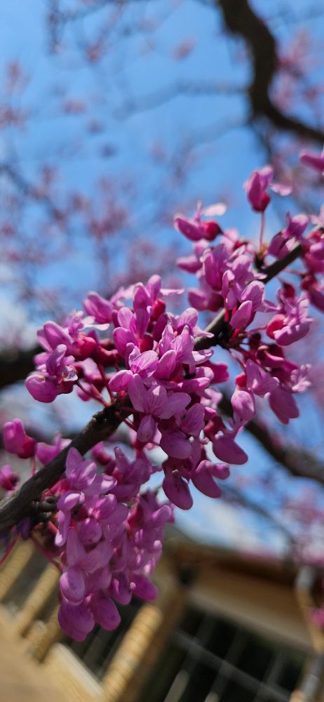 Blossoming redbud flowers against a vibrant blue sky.