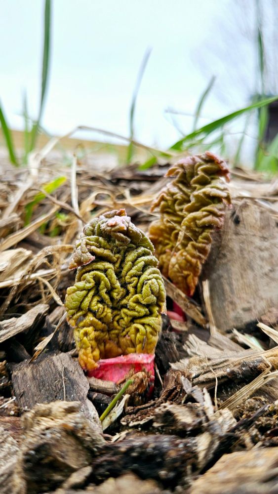 Small, wrinkly rhubarb leaves emerging from garden mulch.