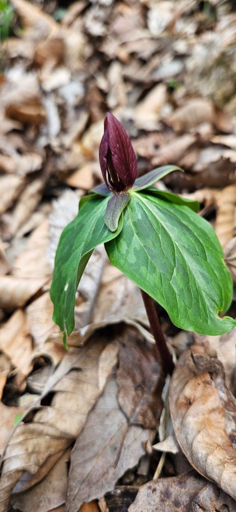 Purple trillium growing amidst leaves on a hillside.