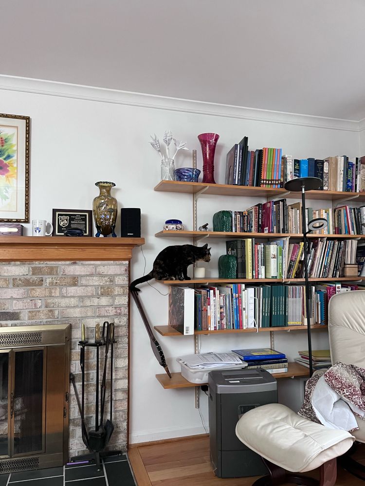 A tortie cat, perched on a bookshelf surrounded by breakable objects