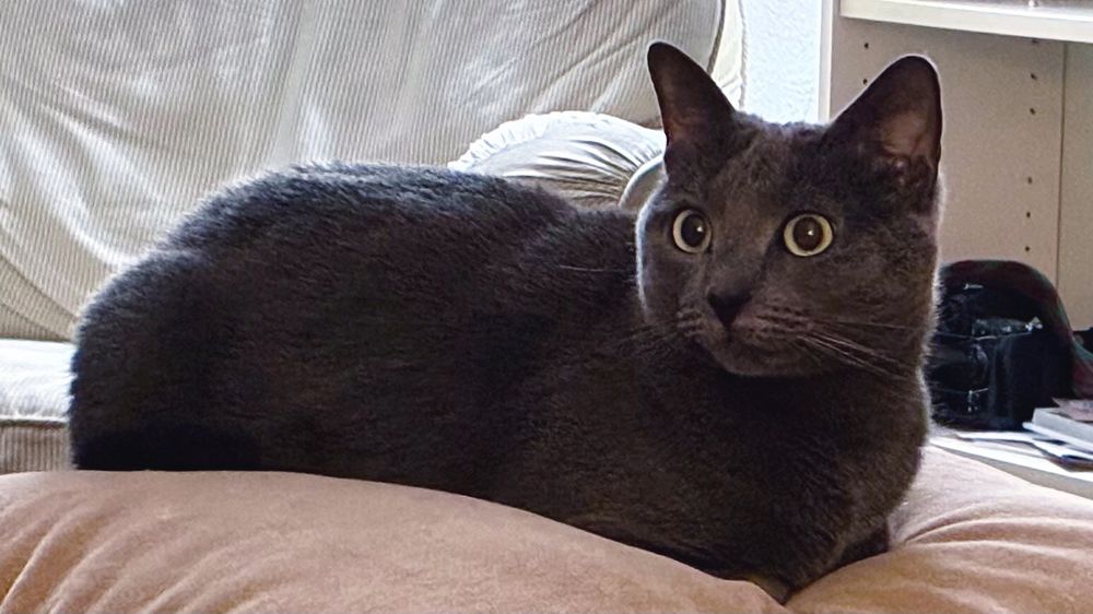 A gorgeous gray cat (Russian Blue) named Clementine Suzanne