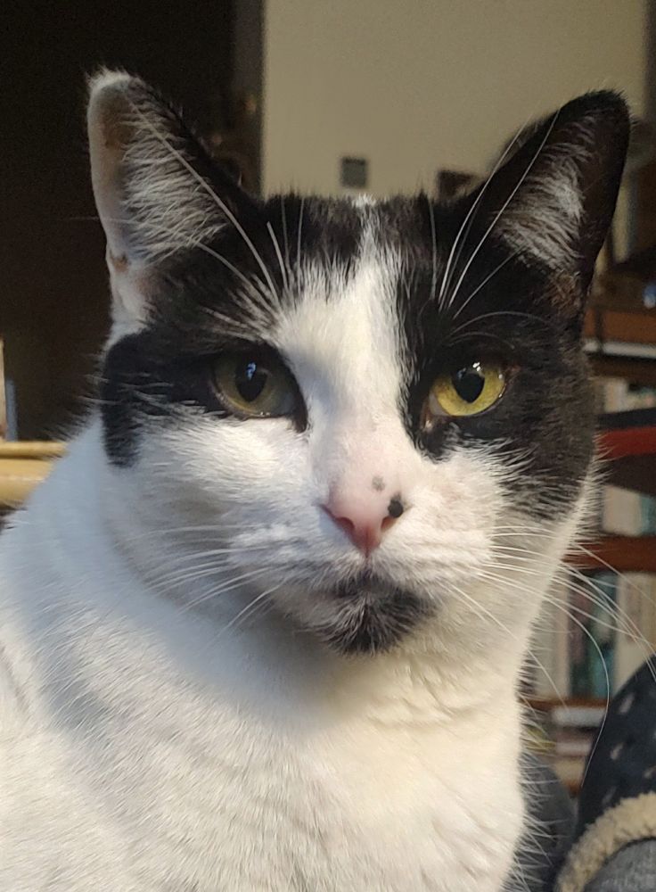 Close up of cat's face.