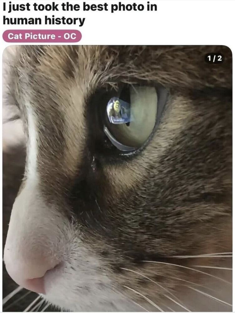 shrek cat