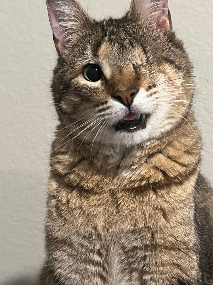 A one-eyed brown and white tabby cat with his tongue sticking out. 