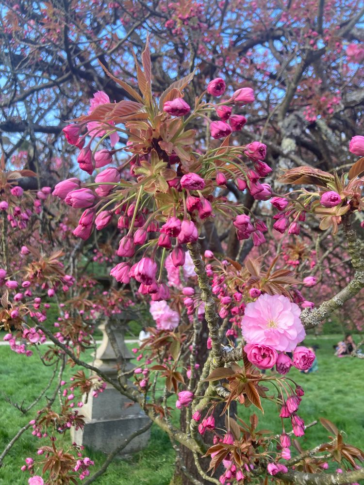 Branche de fleurs de cerisiers 
