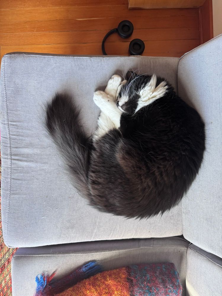 A medium-haired tuxedo cat curled up asleep