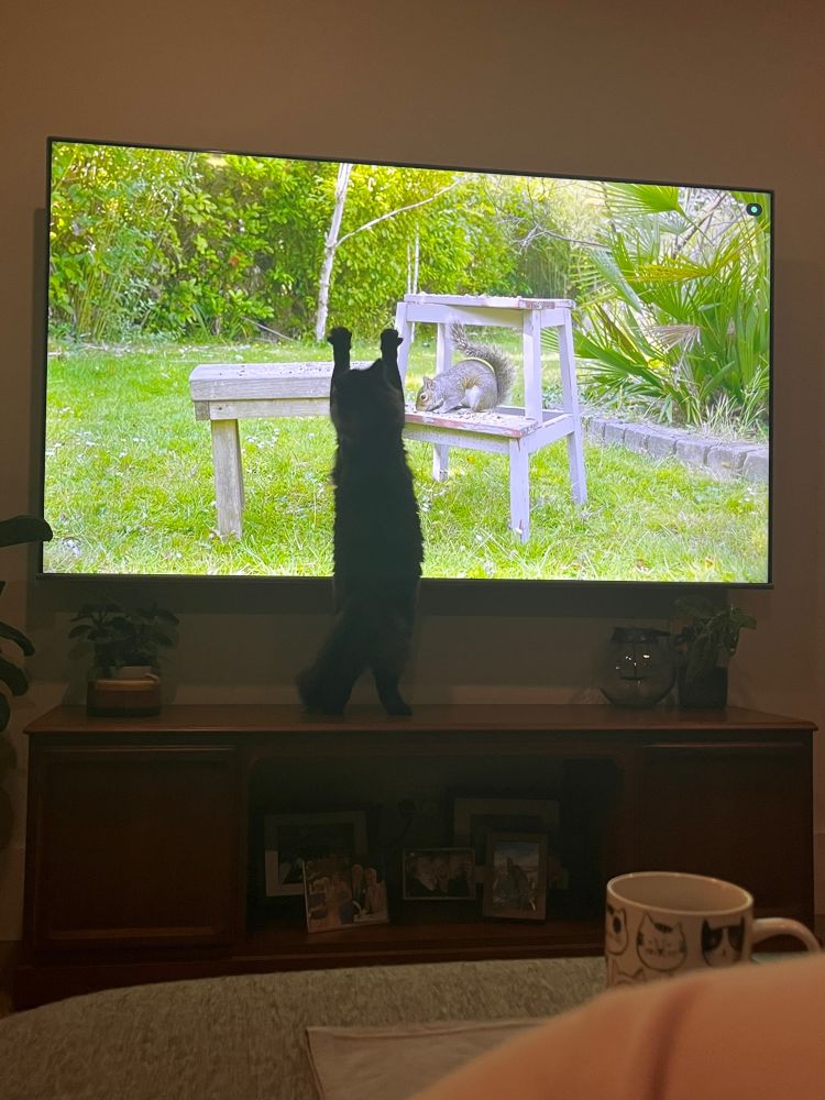 A cat stands on their hind legs and reaches up onto a large TV screen which shows a squirrel eating seeds on a wooden stool in a garden