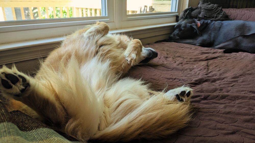 Two dogs snooze on a brown couch near windows. In the foreground a red and white fluffy dog is on his back with his paws in the air. In the background a black dog sleeps on his stomach.