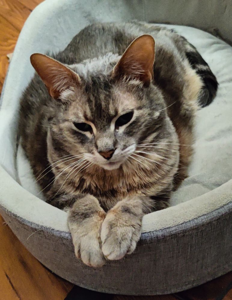 King Koopa the Cat in his heated bed. 