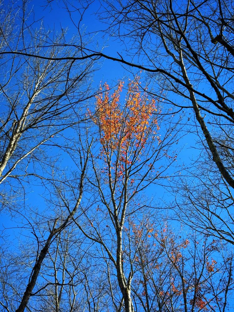 Single bright orange patch of leaves among bare trees