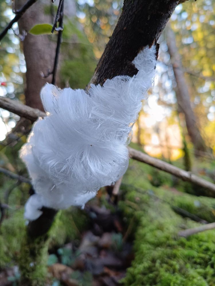 Foto von Haareis an einem Ast inmitten eines Waldgebietes. 