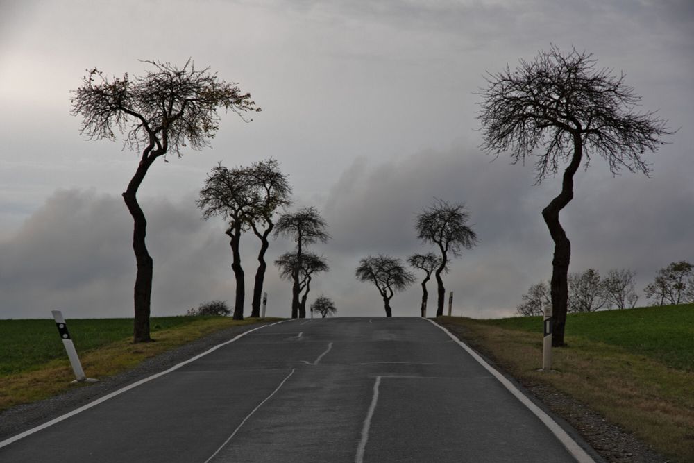 Landstraße mit kahlen Bäumen, trüb durch Hochnebel