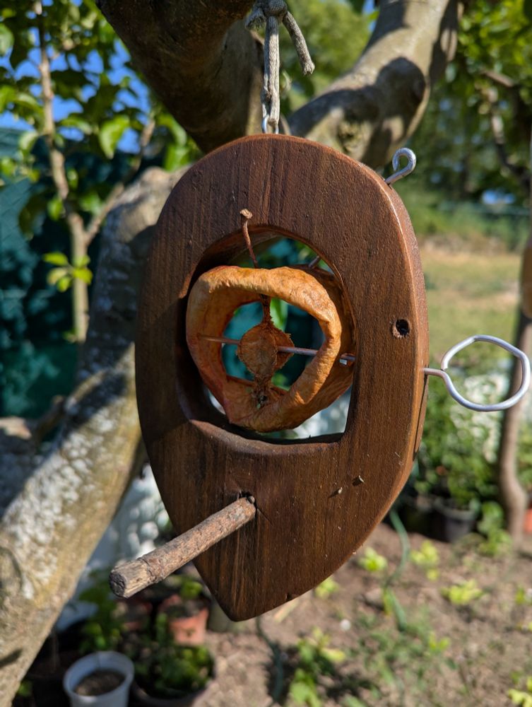 Manzana en un comedero para aves, a la que solo le queda la piel y las semillas, totalmente comida por los pájaros.