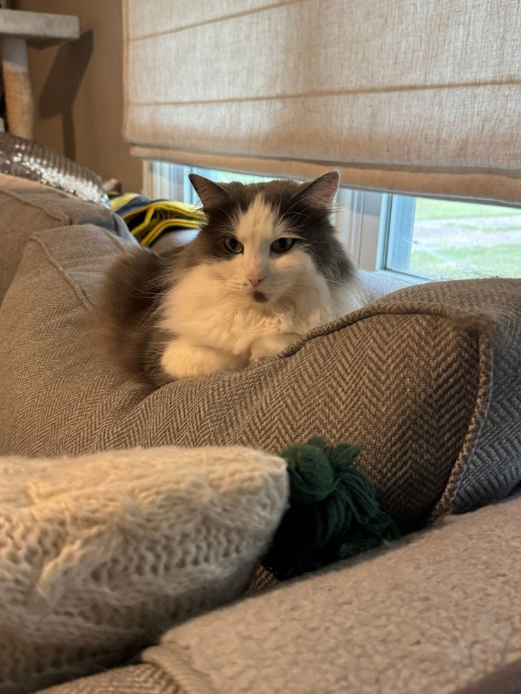 Malin on the back of the herringbone couch, staring at her brother out of the shot.