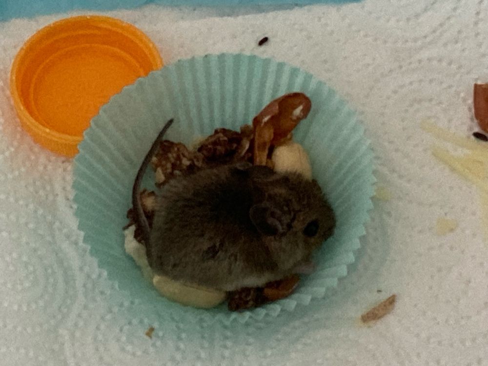 Winzig kleine Babymaus beim Nüsse futtern.