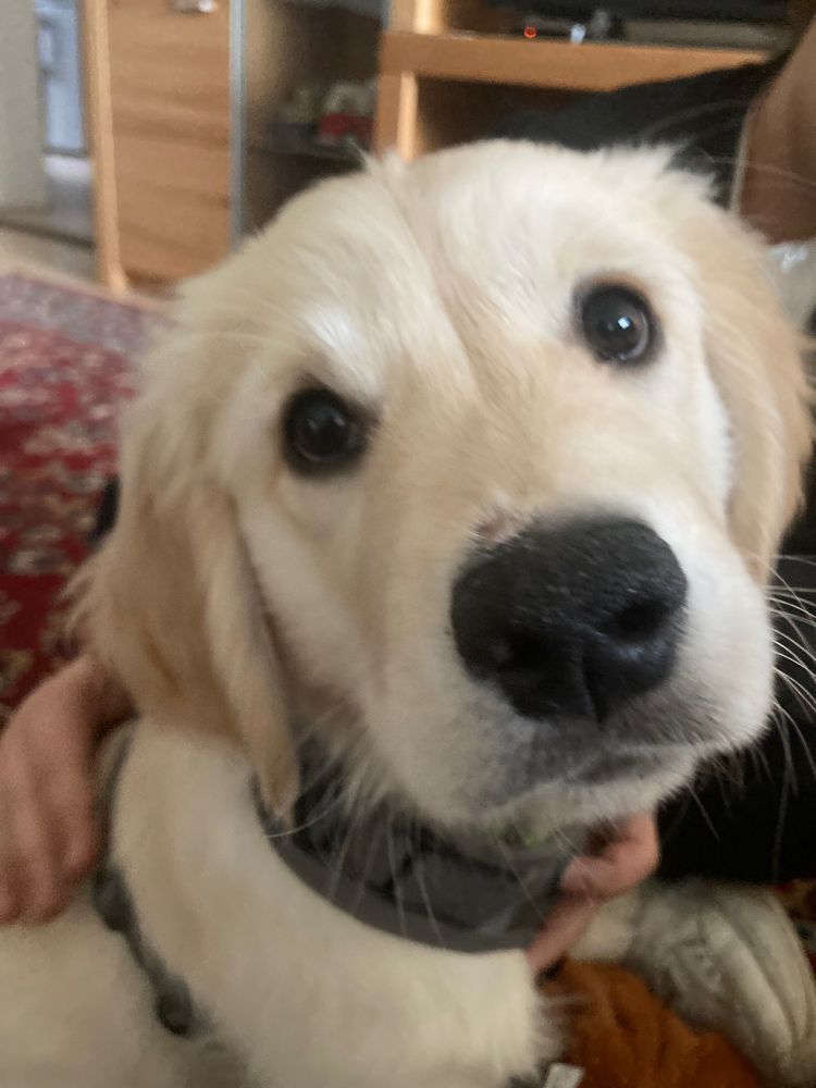 Golden Retriever Hundewelpe schaut extrem niedlich in die Kamera.