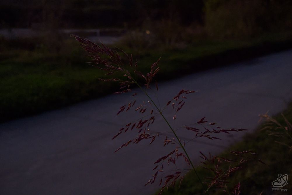 A photo of an explosion of seeds atop a thin grass stalk taken in dim natural light. The blurry background shows the walking trail and a bit of the river. 