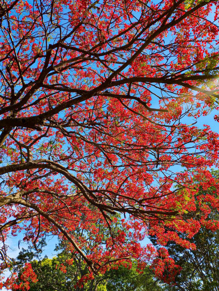 Flamboyant vermelho.