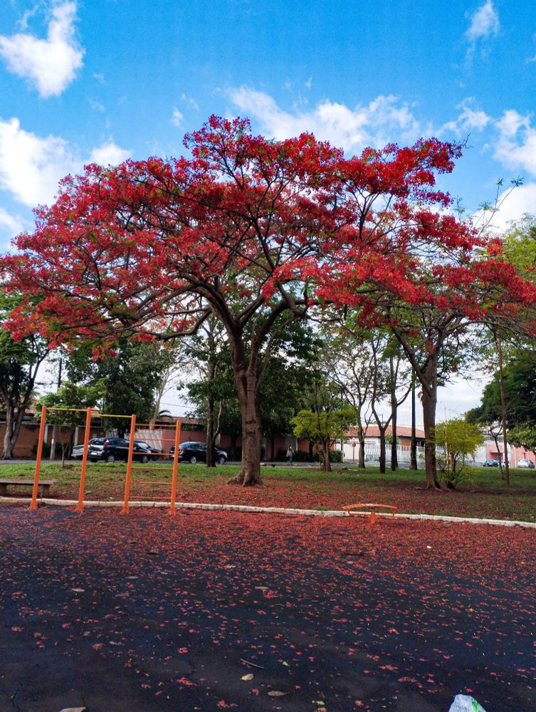 Flamboyant vermelho.
