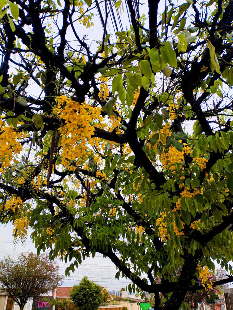 Acácia amarela.