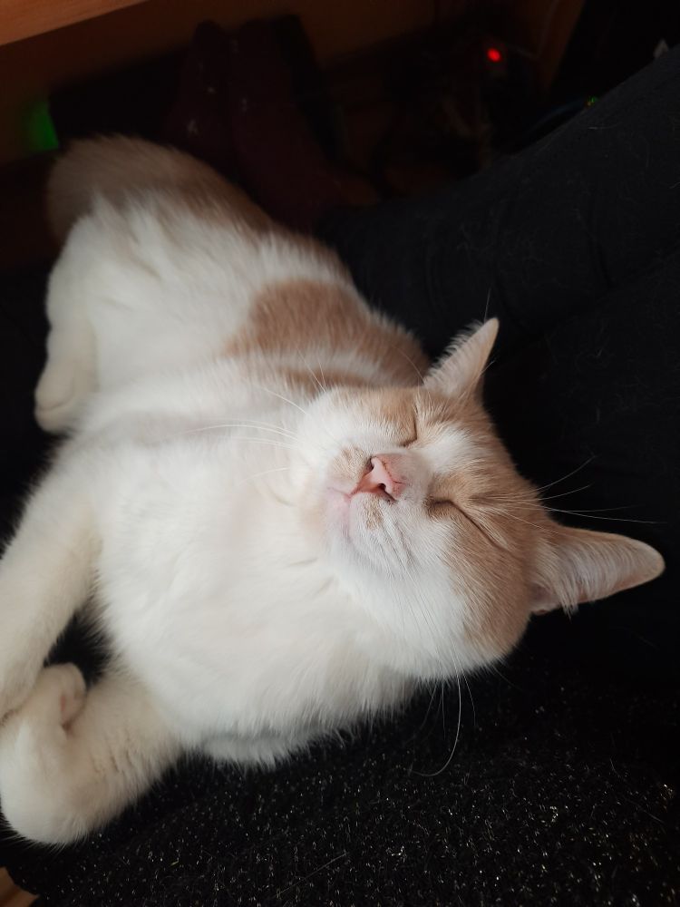 Рудо-білий кіт, який солодко спить, відкинувши годову назад