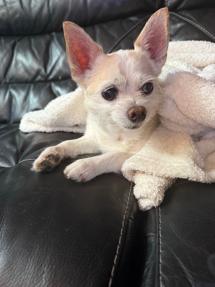 A small white and tan dog with large pointed ears is lying on a black leather sofa, and has a white fuzzy blanket on top of him