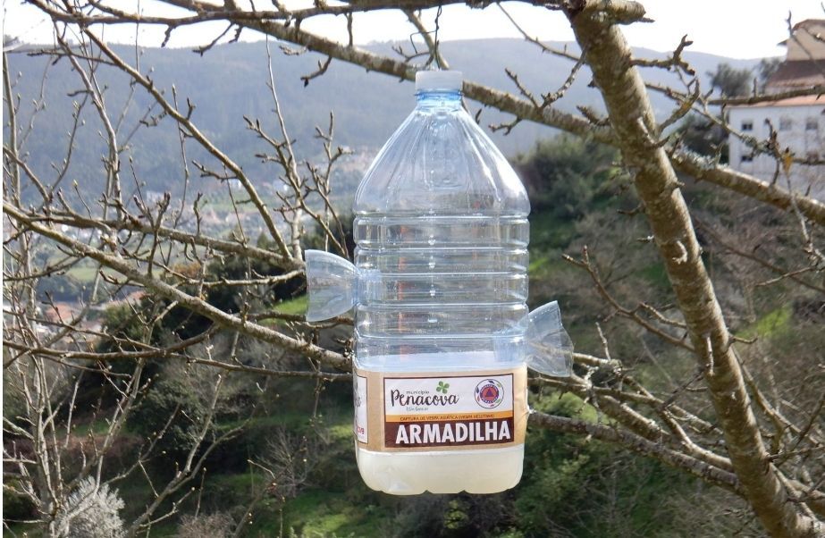 Homemade trap to catch the Yellow Legged Hornets trying to get a foothold in New Zealand, courtesy of Brad Windlust, from FB. This could destroy our bee/honey/agriculture as these wee beasties feed on honeybees. Do some research and join the fight before it gets out of hand. The powers that be don't seem that interested. I guess 'cause the bees aren't landlords aye?!