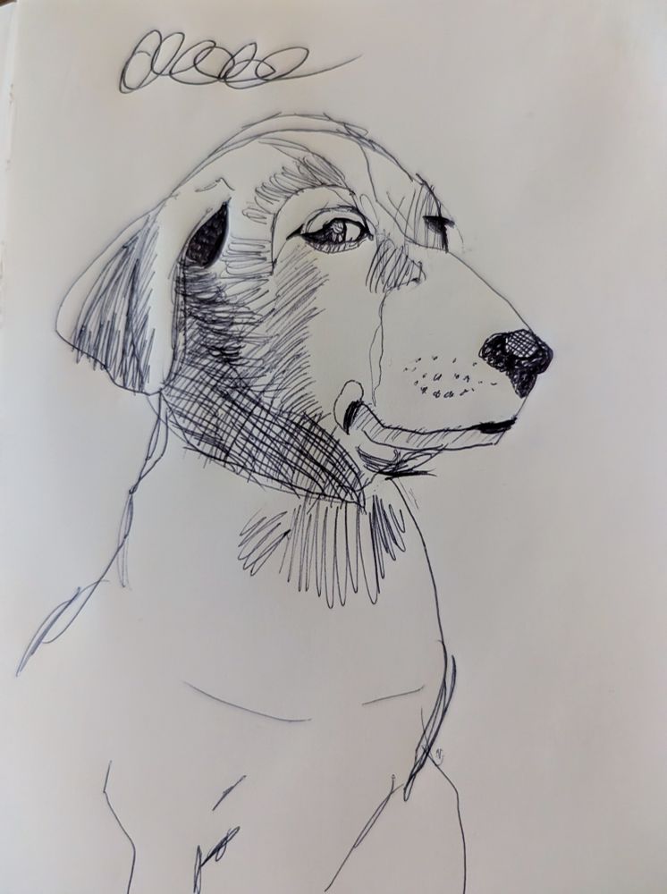 Dog with inquisitive glare, likely judgemental at your life choices, like being gay