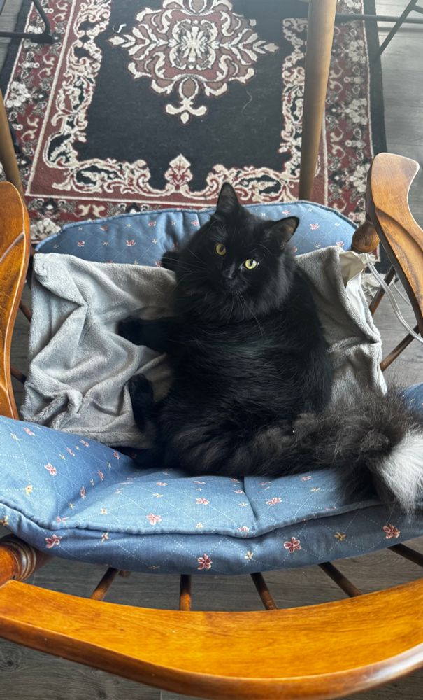 A fluffy black cat laying on a grey heating pad in a chair 