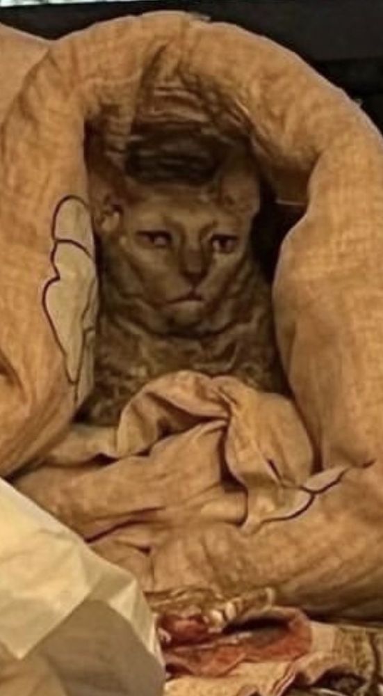 cat in cozy position but still tired