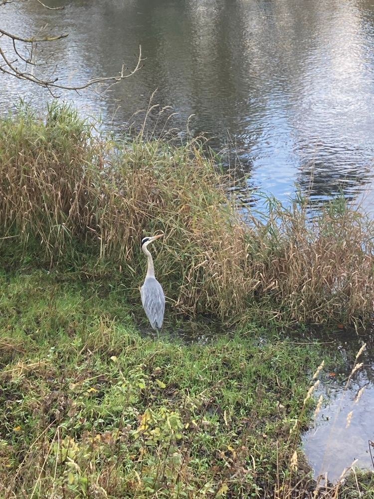 Heron by the riverbank on the river tweed. Looking for food in the long grass