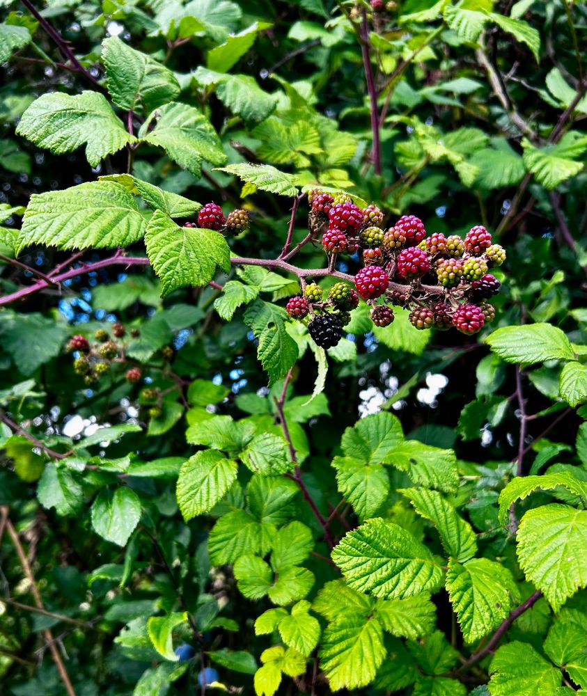 Blackberries in a bunch - not yet ripe so pink in colour. 