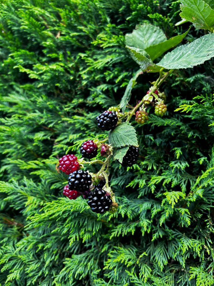 Blackberries that are almost ripe - three pink and three black - in a bunch on an overhanging branch