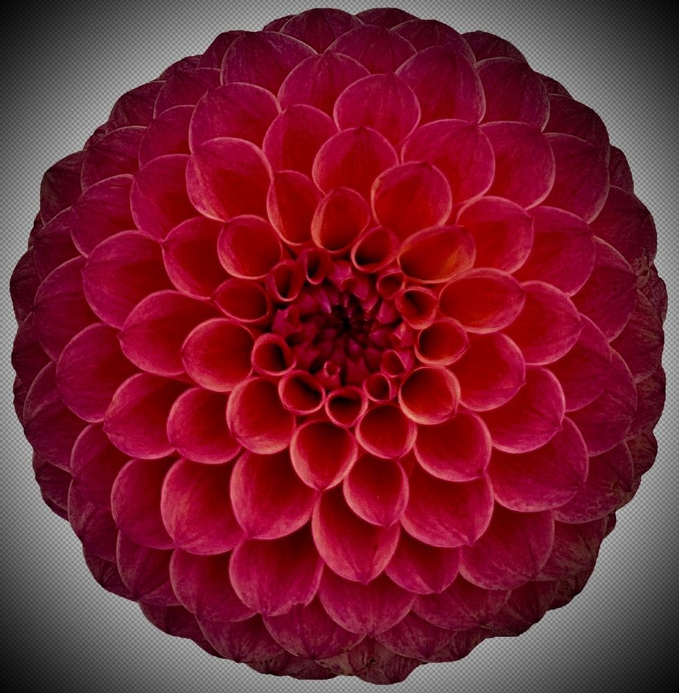 A close up photo of a ball shaped Dalia with many scoop shaped florets in deep cerise pink with a hint of orange towards the centre. 