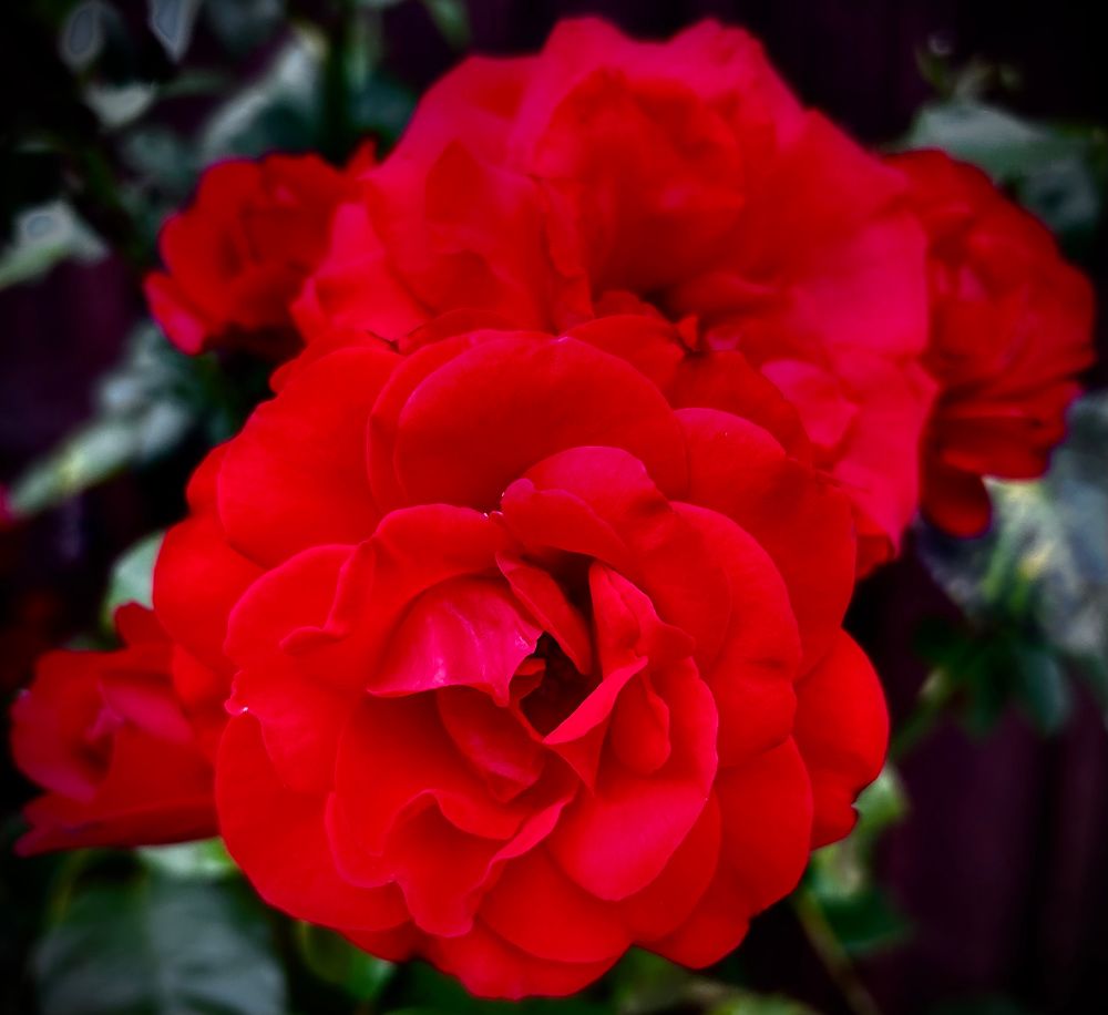A ruby red rose. A pretty picture with two large flowers in the foreground with multiple layers of soft red petals. Three further flowers behind, two on the left and one on the right, at various stages of opening. A beautiful arrangement. 
