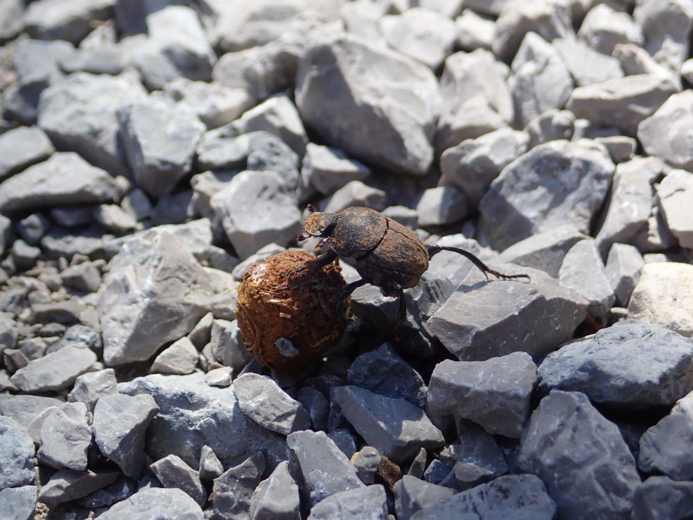 A dung beetle, 𝘚𝘪𝘴𝘺𝘱𝘩𝘶𝘴 𝘴𝘤𝘩𝘢𝘦𝘧𝘧𝘦𝘳𝘪, rolling a ball of dung.