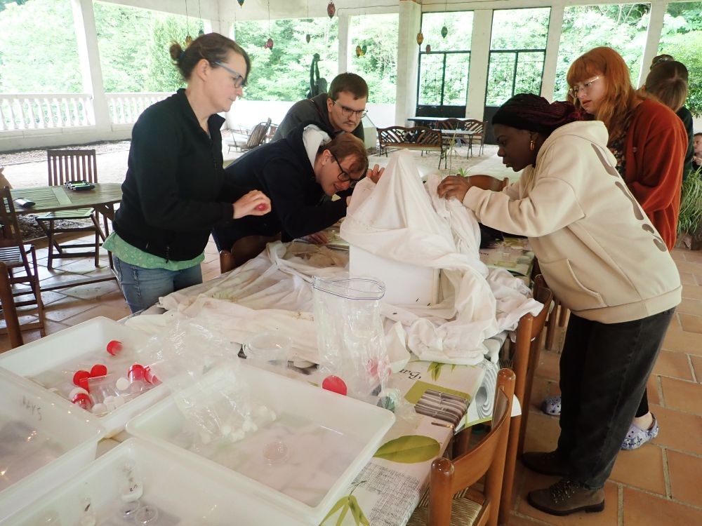 A group of people carefully catching moths from inside a moth trap that is under a sheet. There are pots on the table in front of them for storing the specimens.