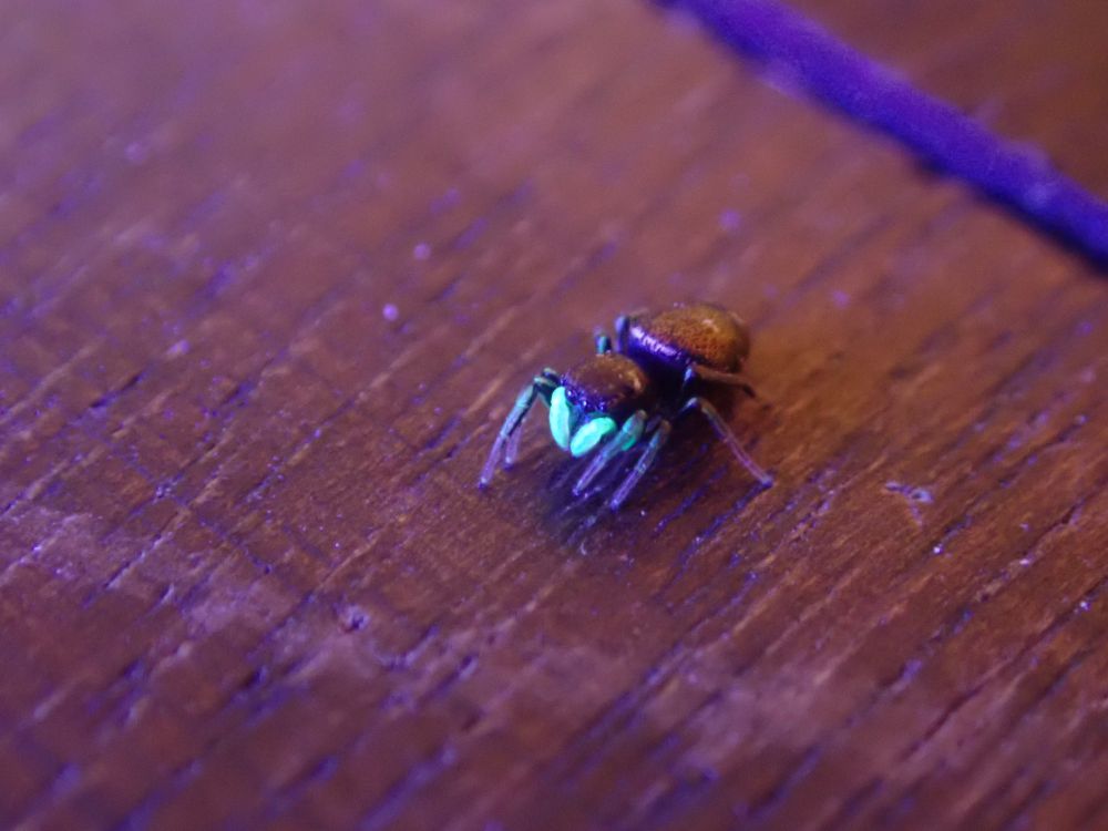 A Copper Sun Jumper spider under UV light. The spider is small and dark but its palps are glowing a blue-green colour.
